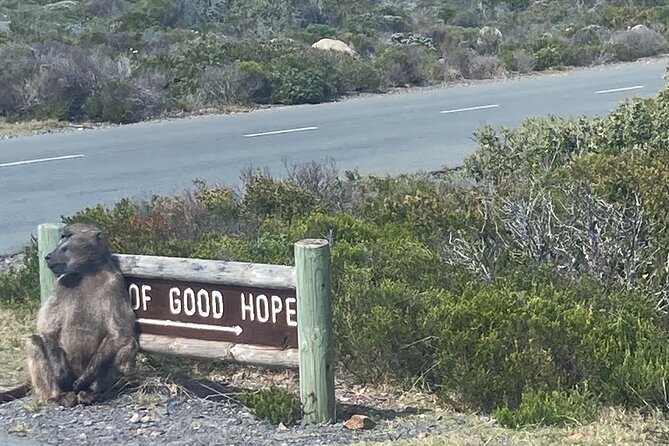 Cape Town: Peninsula, Cape of Good Hope and Penguins Tour - The Michele factor, why the guide quality matters on this route