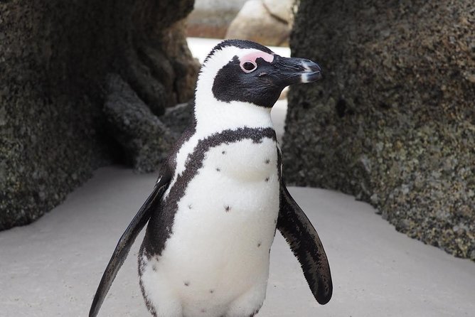 Cape Town Peninsula Day Tour ( Cape Point/Boulders/Wine Tasting) - Guide style: why a storyteller makes the Peninsula day work