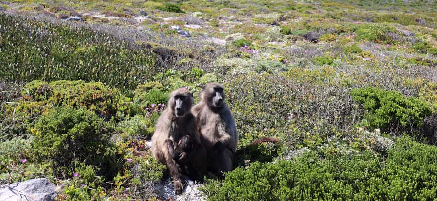 Cape Town: Peninsula, Penguins & Cape of Good Hope Day Tour - Chapman’s Peak Drive and Maiden’s Cove Views That Live in Photos