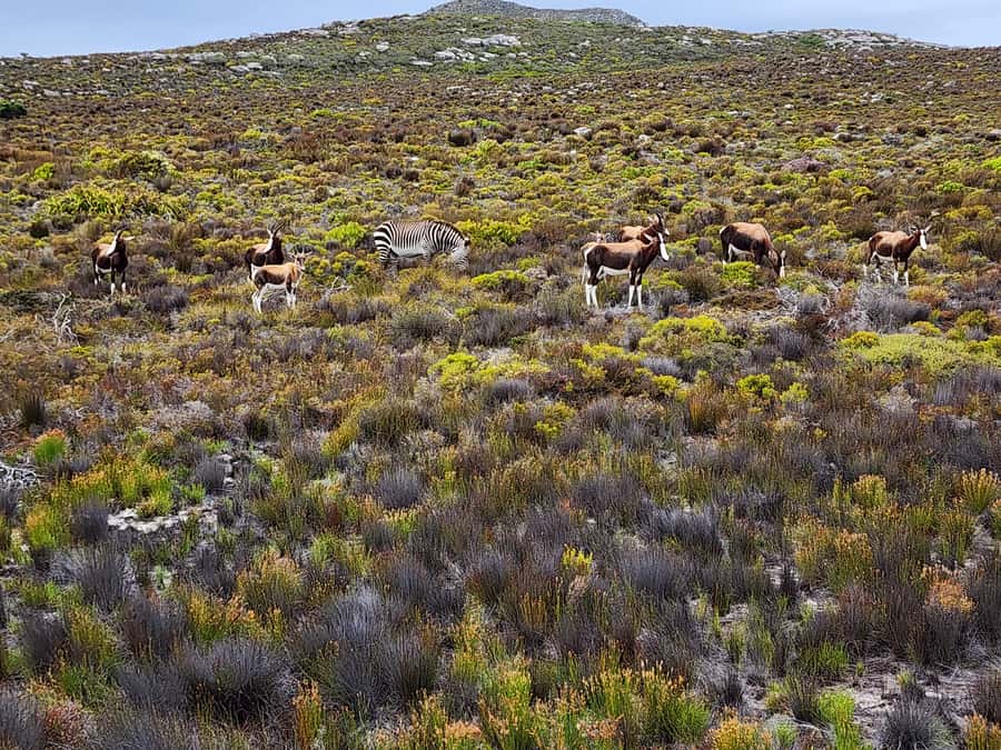 Cape Town: Peninsula, Penguins & Cape of Good Hope Day Tour - Simons Town, a Breather Before Boulders Beach Penguins