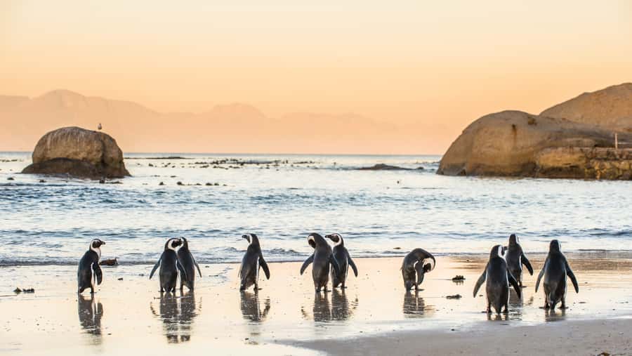 Cape Town: Peninsula, Penguins & Cape of Good Hope Day Tour - Boulders Beach Penguins for a Full Hour