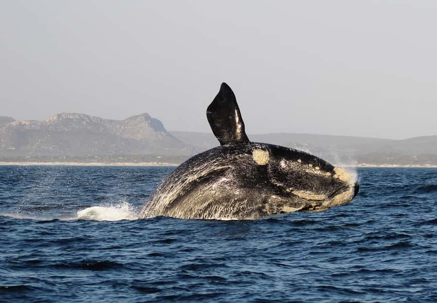 Cape Town: Premium Attractions City Pass with Bus Tour - Active fun and family-friendly breaks between the big sights