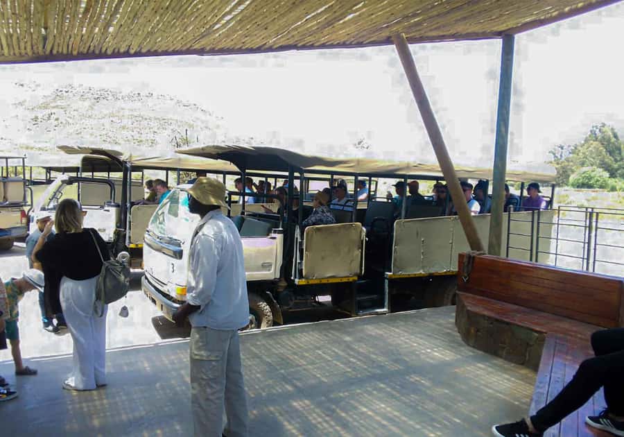 Cape Town: Private Aquila Reserve Safari with Winery Lunch - Key Things That Make This Day Worth It