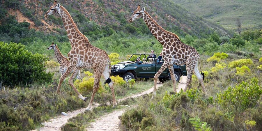 Cape Town: Private Aquila Reserve Safari with Winery Lunch - Price and Value: What You Pay, What You Still Need to Pay