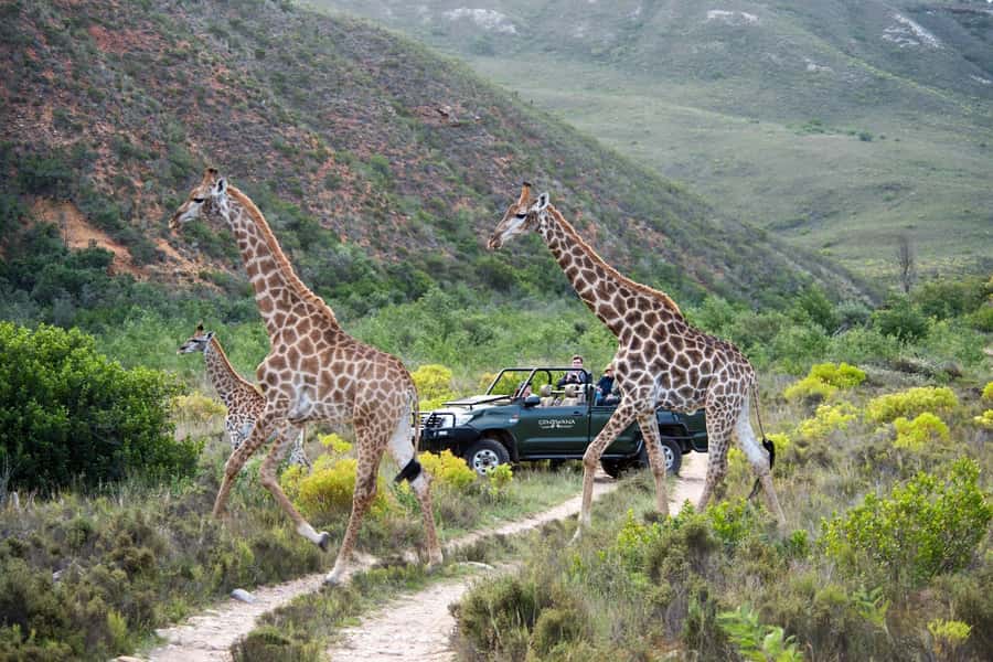 Cape Town: Private Aquila Reserve Safari with Winery Lunch - Group Size, Vehicle Reality, and How to Avoid a Bad Surprise