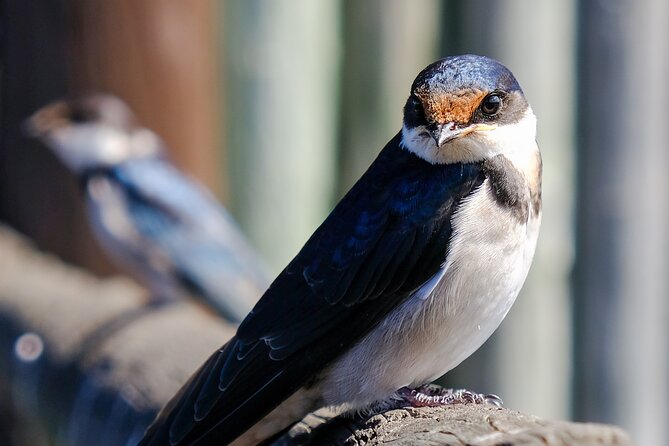 Cape Town Private Birding Tour - Meeting at 7:30 am and planning for the full day