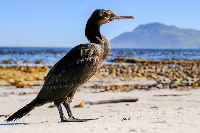 Cape Town Private Birding Tour - Rondevlei Nature Reserve for wetland birding on the Cape Flats