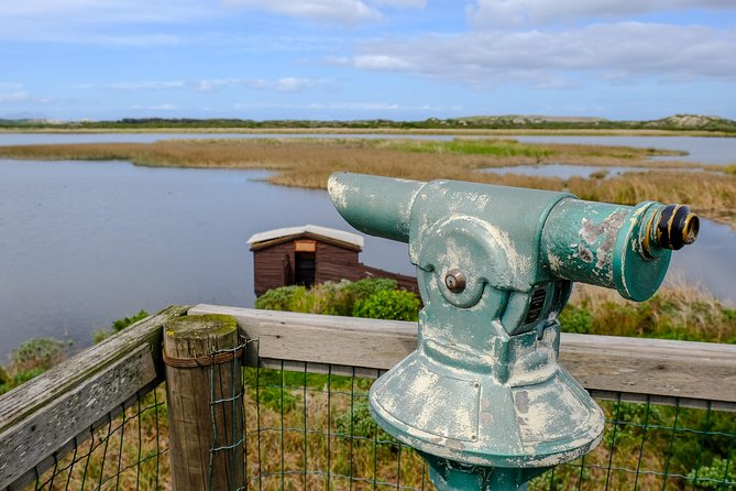 Cape Town Private Birding Tour - Strandfontein Sewage Works for flamingos, pelicans, and stilt action