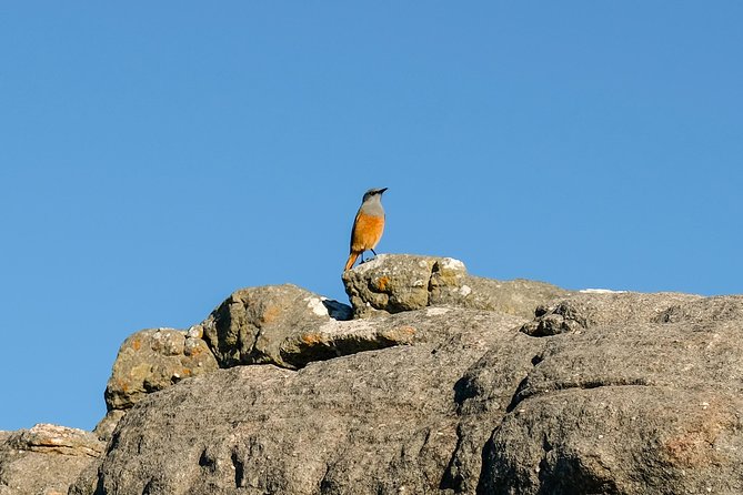 Cape Town Private Birding Tour - Boulders Beach penguin colony, Table Mountain National Park style