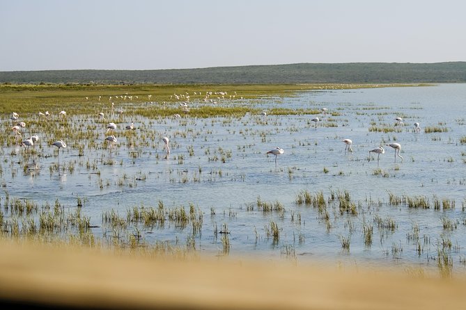 Cape Town Private Birding Tour - Silvermine Dam as a bonus if the day runs on track
