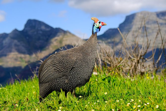 Cape Town Private Birding Tour - How Mark Hawthorne improves your odds, especially when conditions are messy