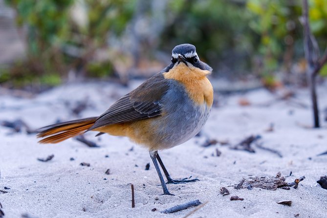 Cape Town Private Birding Tour - Kirstenbosch National Botanical Garden for sunbirds, thrushes, and owls