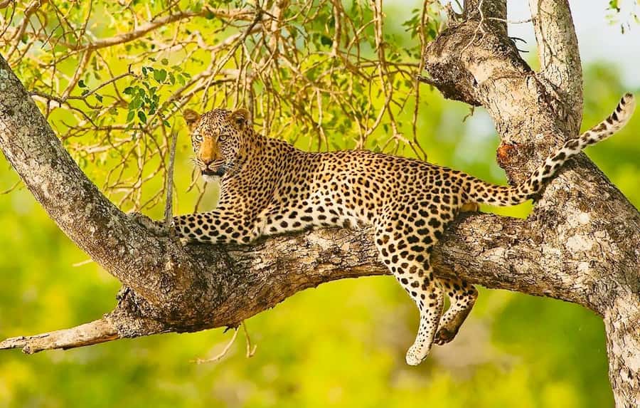 Cape town: Private Full-day Big 5 Aquila Game Reserve Tour - Key things I’d pay attention to before you go