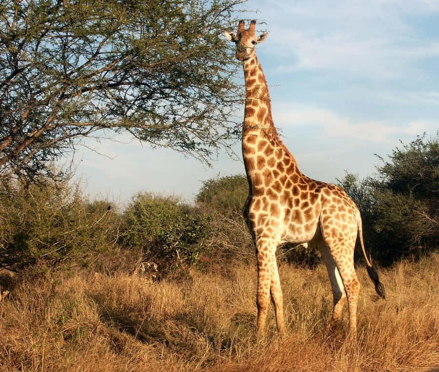 Cape town: Private Full-day Big 5 Aquila Game Reserve Tour - Fairview wine tasting and cheese: why it belongs in a safari day