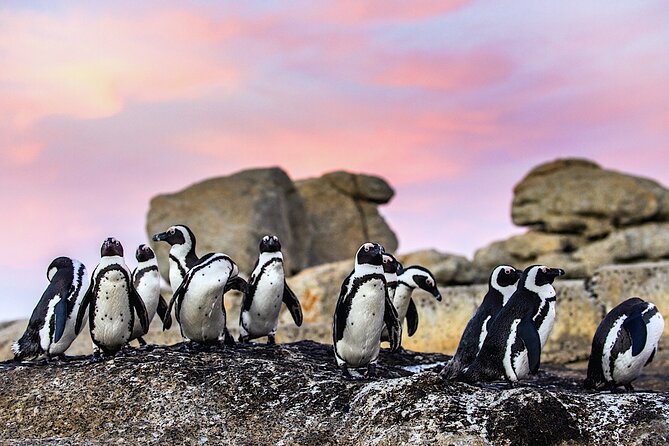 Cape Town Private Group Tour to Cape of Good Hope and Boulders Penguins Colony - Bo-kaap Color and Character: Your First Real Culture Stop