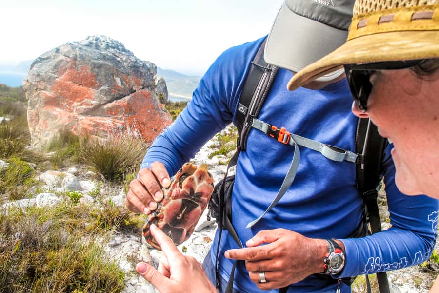 Cape Town Private Guided Table Mountain Hikes - Route options you might hike: what each choice signals about the day