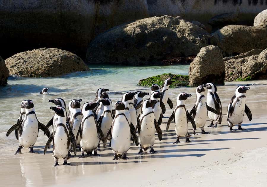 Cape Town Private Tour to Cape Of Good Hope and the Penguins - Cape of Good Hope and Cape Point: Where the Peninsula Gets Serious