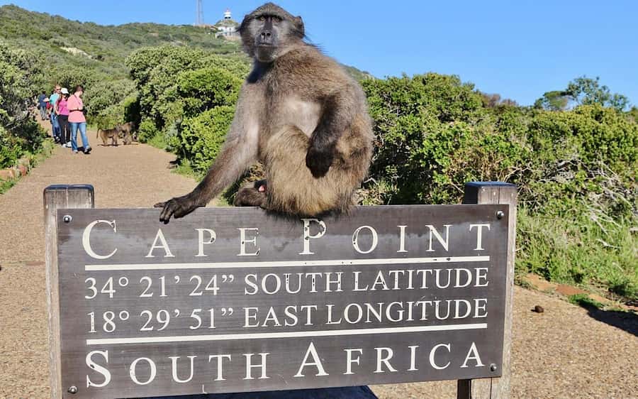 Cape Town Private Tour to Cape Of Good Hope and the Penguins - Hotel Pickup, Timing, and What “Private” Means Here