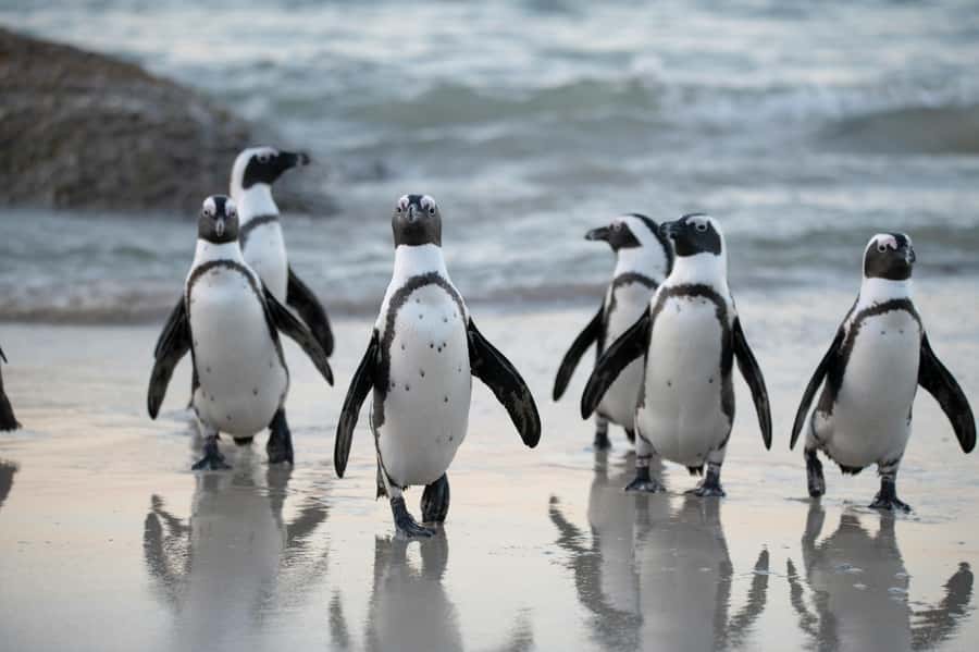 Cape Town: Private Tour with Customizable Itinerary - A Private Day That Lets You Set the Pace