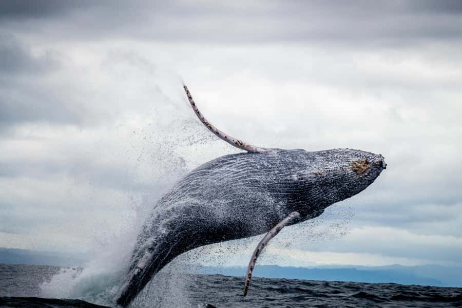Cape Town: Private Tour with Customizable Itinerary - Cape Peninsula Essentials: Cape Point and Cape of Good Hope
