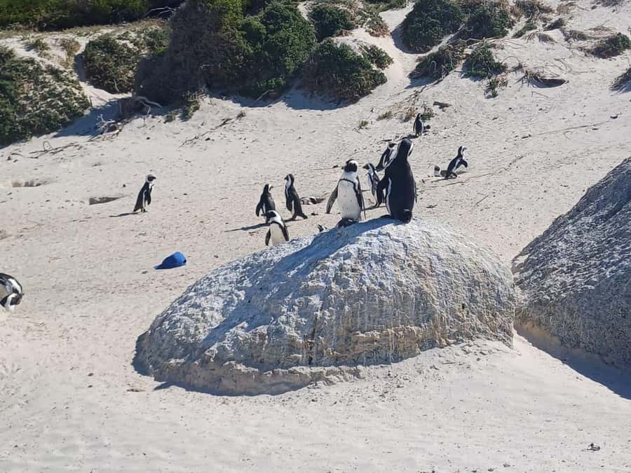 Cape Town: Robben Island, Cape of Good Hope and Penguin Tour - A 9-hour Cape Town sampler: sea, mountains, and a prison visit