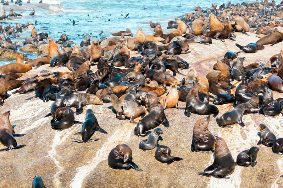 Cape Town: Robben Island Ferry Tour with 1-Way Hotel Pickup - Price and Value at About $71: Paying for Certainty and a Real Guide