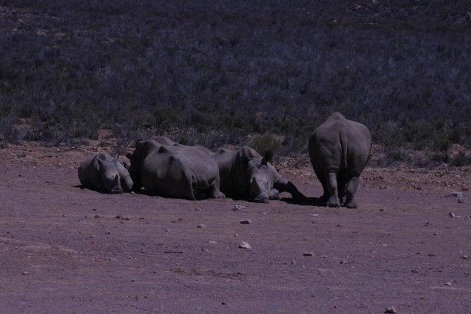 Cape Town Safari Big 5 experience all inclusive - Morning pickup and the ride out of Cape Town