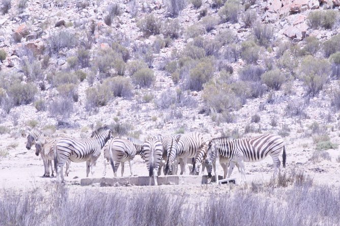 Cape Town Safari Big 5 experience all inclusive - Meals, photos, and the extras you might want to budget for