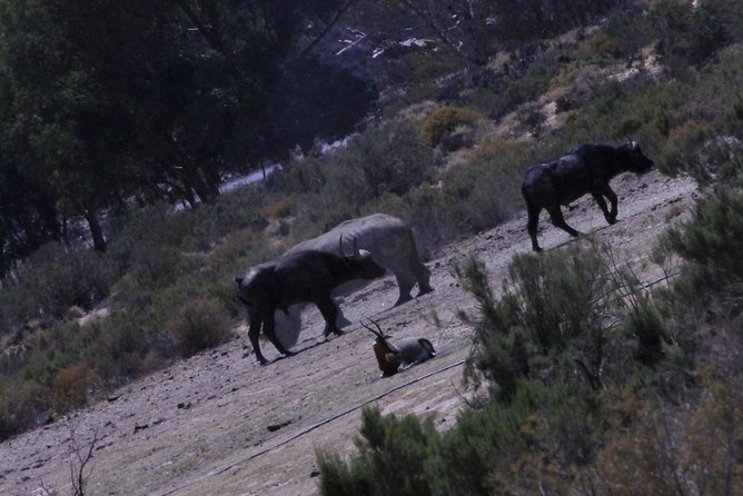 Cape Town Safari Big 5 experience all inclusive - What the private setup really means for up to 10 people