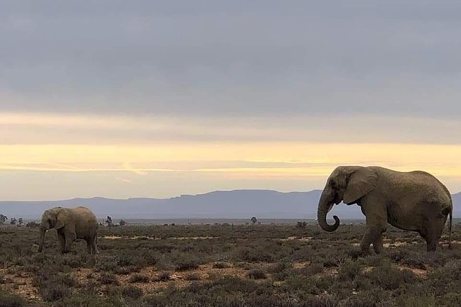 Cape Town Safari Transfers - Key points to know before you go