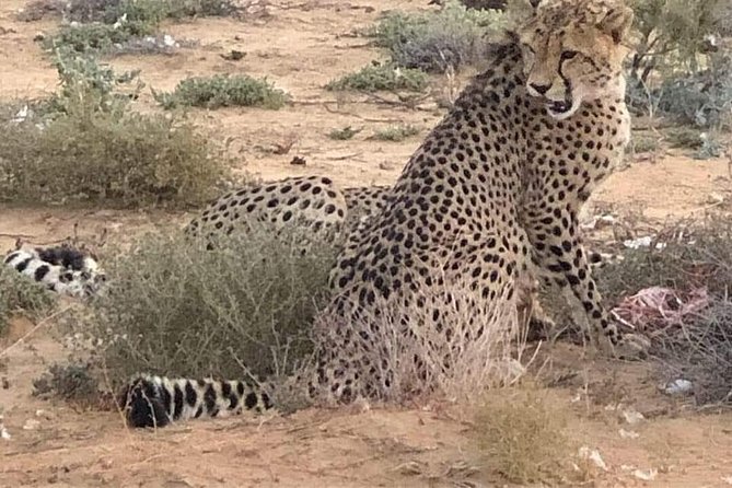 Cape Town Safari Transfers - Getting to Aquila Private Game Reserve from Cape Town