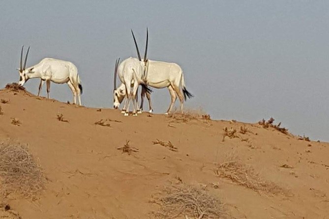 Cape Town Safari Transfers - The road trip part: comfort plus real conversation