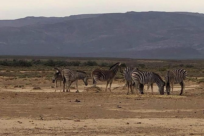 Cape Town Safari Transfers - Timing that fits a real safari day (4 to 9 hours)
