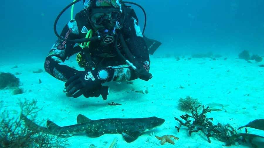 Cape Town: Scuba Diving Experience for Beginners - What you can realistically see off Simon’s Town