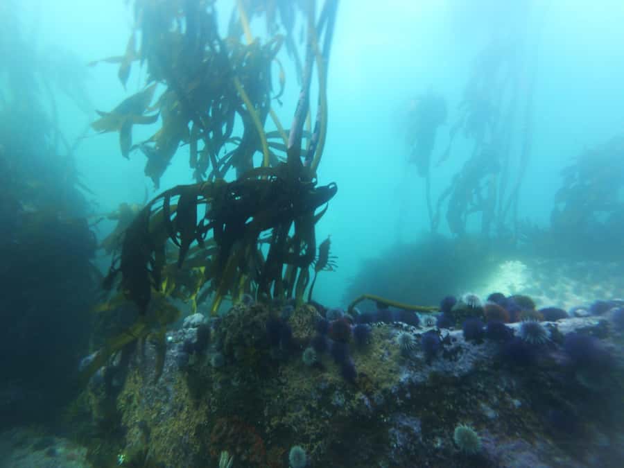 Cape Town: Scuba Diving Experience for Beginners - Price and value: is $112 a fair deal?