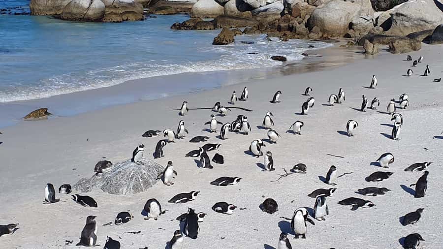 Cape Town: Seal Island, Cape of Good Hope& Penguins Private - Pickup, van comfort, and the private-group advantage