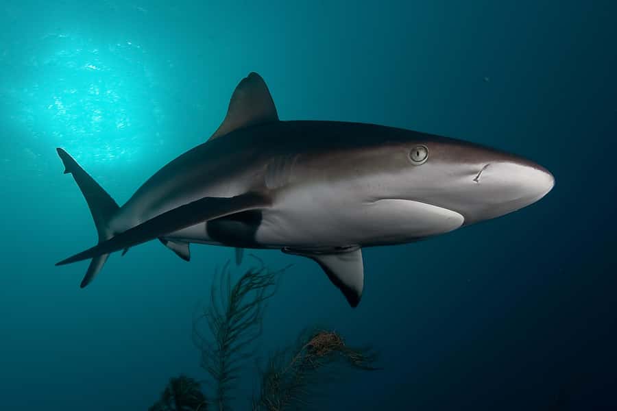 Cape Town: Shark Cage Dive - False Bay and bronze whaler sharks, what you’re signing up for