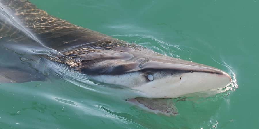 Cape Town: Shark Cage Dive - The wildlife bonus before the cage: Seal Island, birds, and penguin country