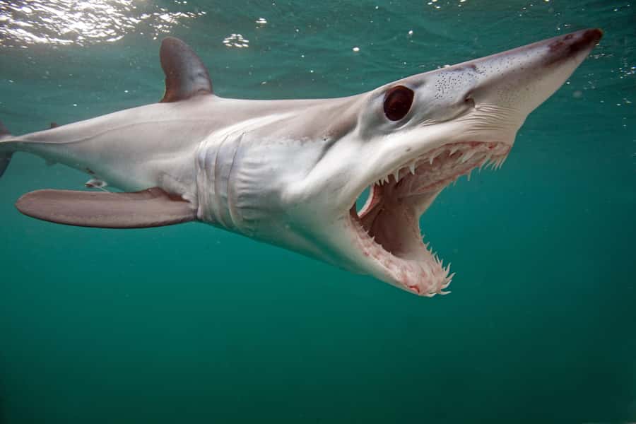 Cape Town: Shark Cage Dive - Weather and tide reality: why you should keep your whole day free