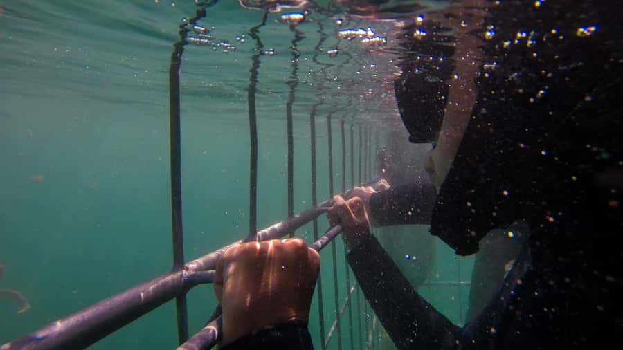 Cape Town: Shark Cage Dive - Simon’s Town check-in and the 3-hour flow you should plan for
