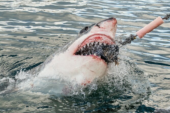 Cape Town: Shark Cage Diving & Penguins Tour to Gansbaai with private transfers - Key highlights at a glance