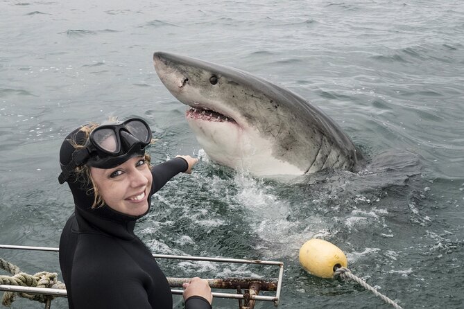 Cape Town: Shark Cage Diving & Penguins Tour to Gansbaai with private transfers - Shark Cage Diving in Gansbaai: What to Expect on the Water