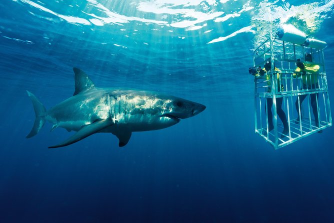 Cape Town: Shark Cage Diving & Penguins Tour to Gansbaai with private transfers - Group Boat Reality and the Private Boat Option