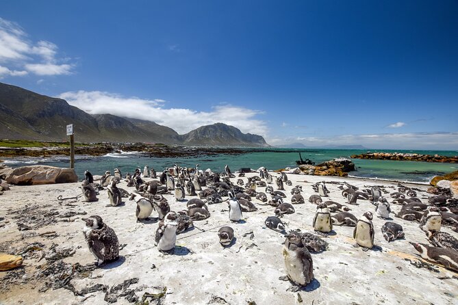 Cape Town: Shark Cage Diving & Penguins Tour to Gansbaai with private transfers - Food, Timing, and What You Should Pack