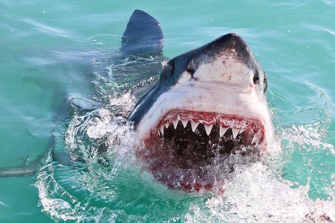 Cape Town: Shark Cage Diving & Penguins Tour to Gansbaai with private transfers - Price and Value: Is $282.22 Worth It?