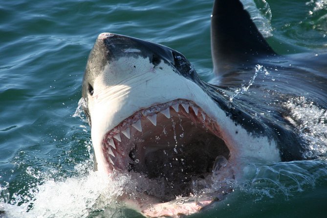 Cape Town: Shark Cage Diving & Penguins Tour to Gansbaai with private transfers - Who This Tour Suits Best (and When to Rethink It)
