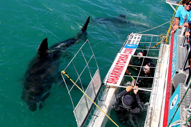 Cape Town: Shark Cage Diving & Penguins Tour to Gansbaai with private transfers - Road Route N2 and Return Via N44: Why the Driving Time is Part of the Value