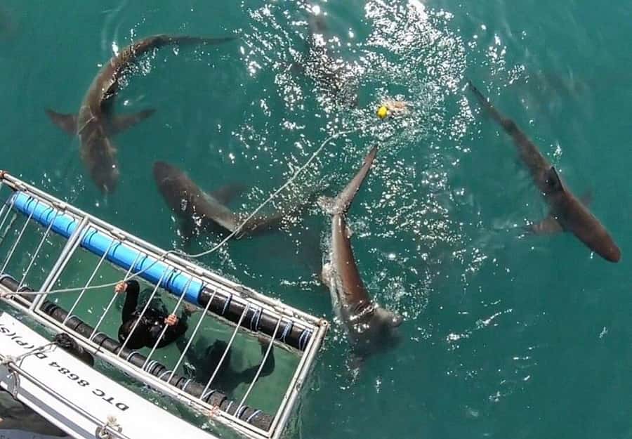 Cape Town: Shark Cage Diving Tour (with Breakfast & Lunch) - Shark Alley in Gansbaai: what makes this day work so well