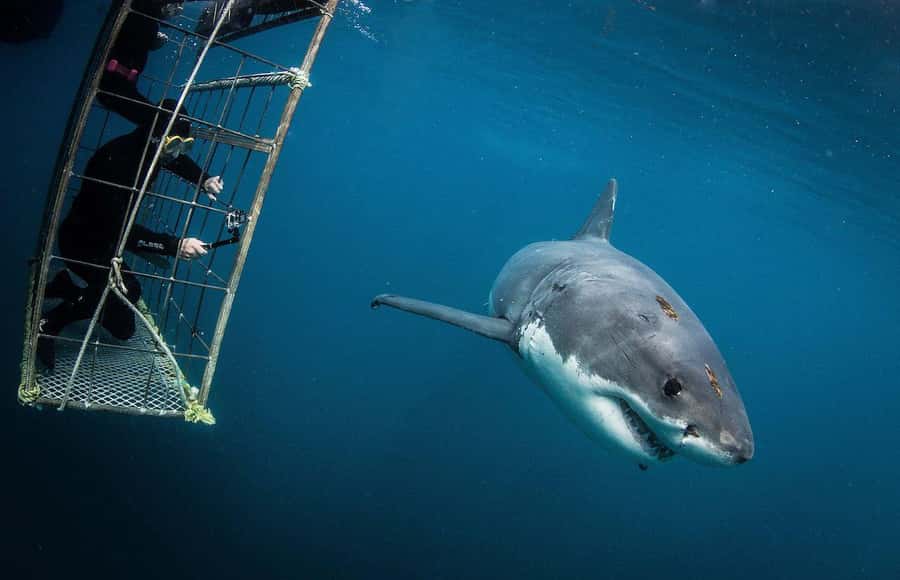 Cape Town: Shark Cage Diving Tour (with Breakfast & Lunch) - Key things to know before you go