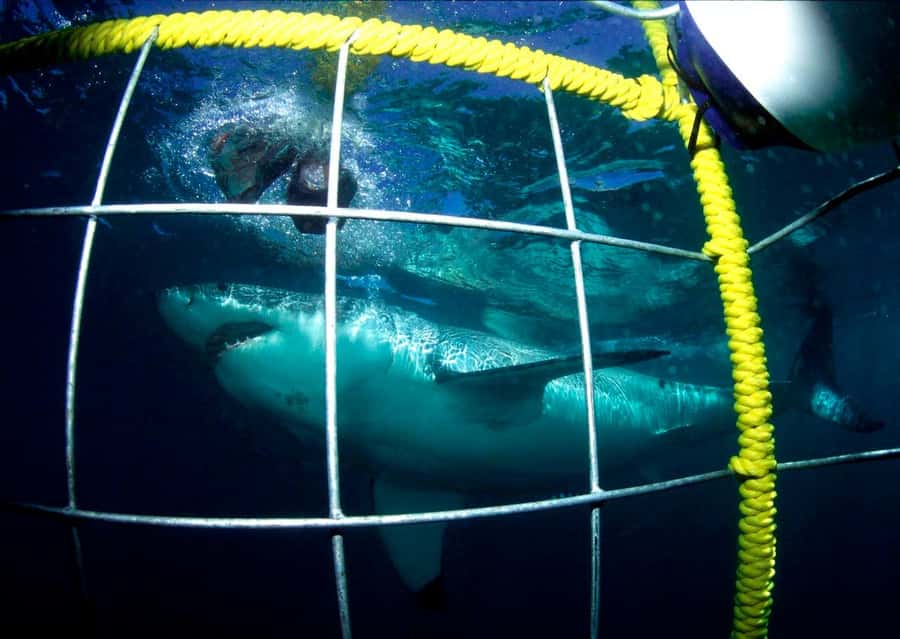 Cape Town: Shark Cage Diving Tour (with Breakfast & Lunch) - Safety briefing and the boat run to Shark Alley